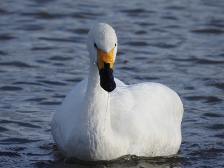 Bewick's swan Bronstein